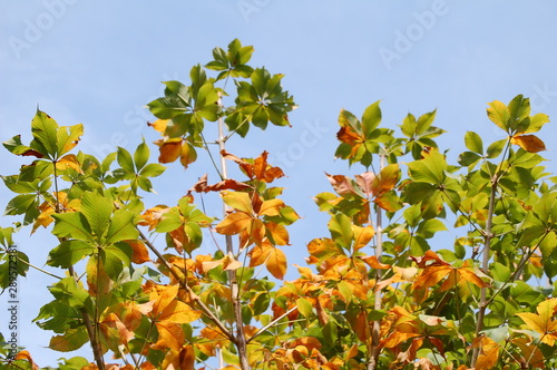 Autumn leaves from a buckeye tree against a beautiful Indian Summer sky.