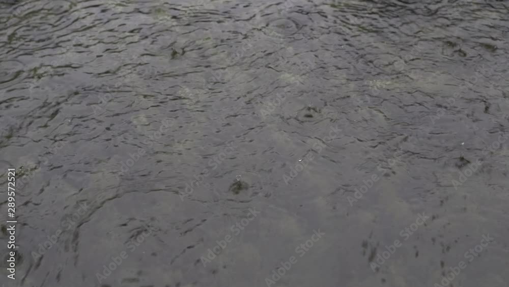 Heavy raindrops fall into the water Heavy raindrops fall into the water