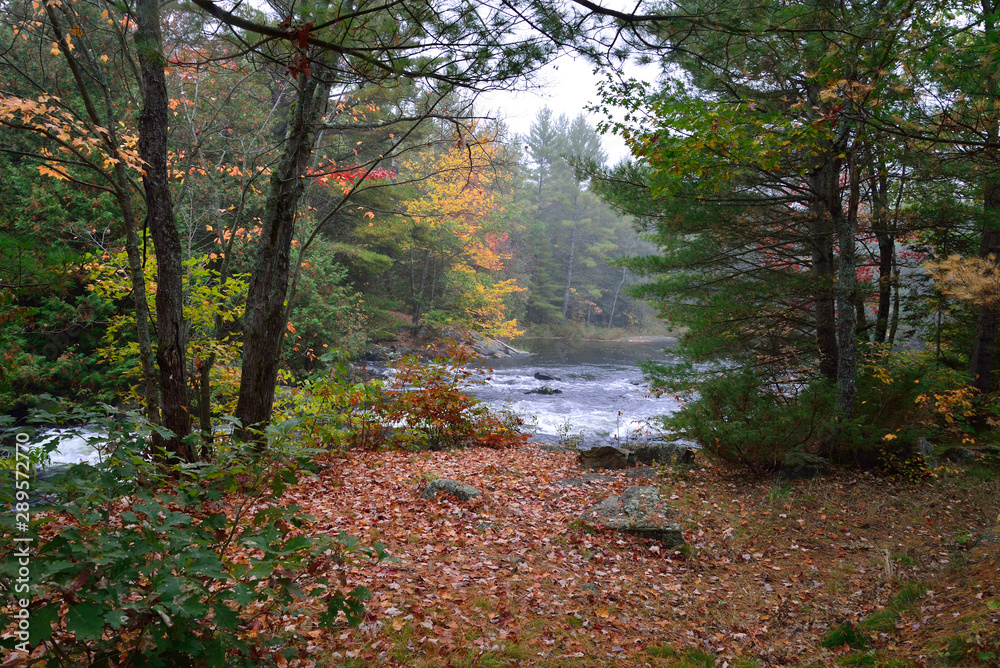 Obraz premium River waterfall in the autumn forest 