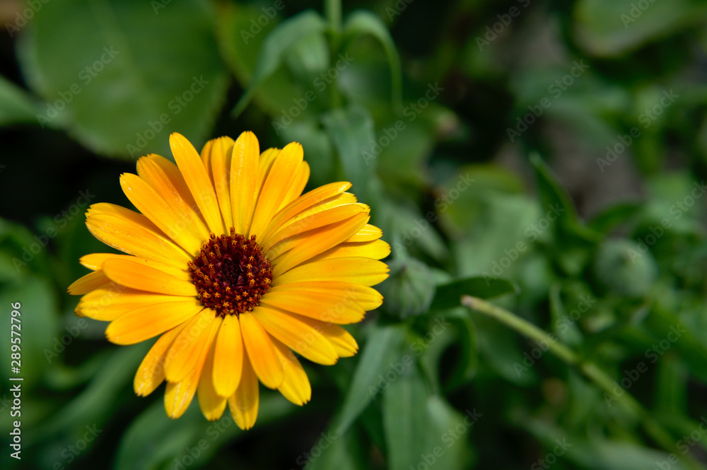 Close-up of a yellow english marigold (Calendula officinalis) garden flower on green background Close-up of a yellow english marigold (Calendula officinalis) garden flower on green background