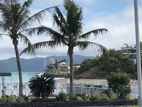 palm trees on the beach