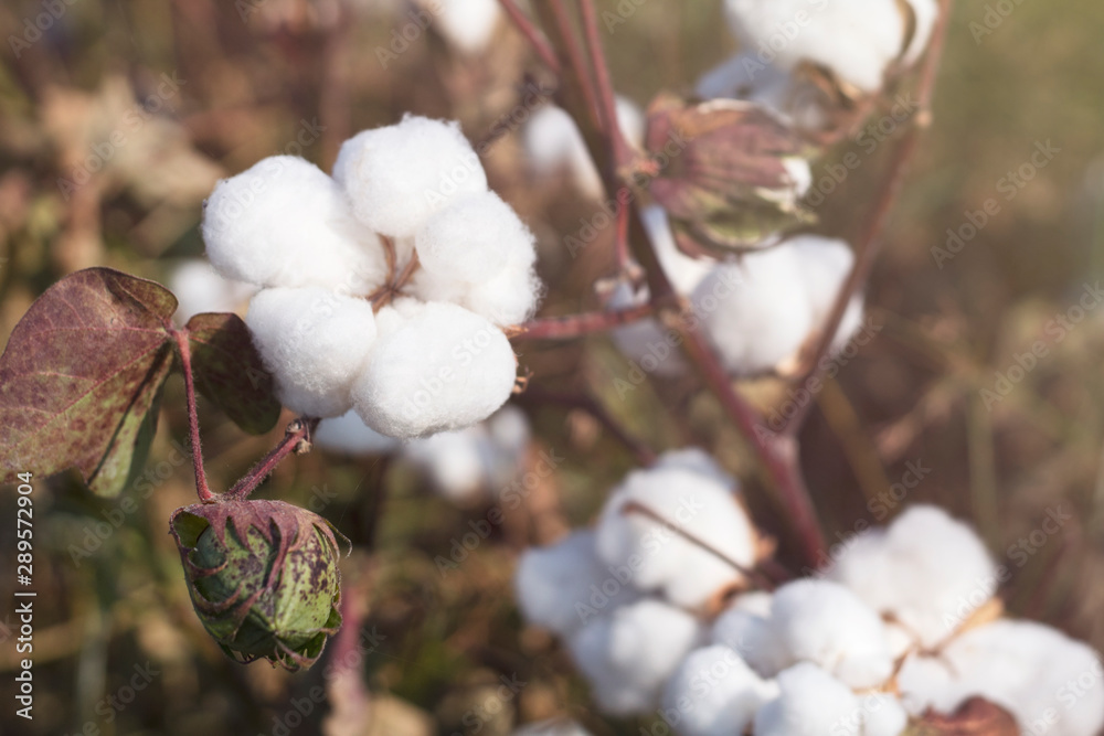 Cotton fields ready for harvesting Cotton fields ready for harvesting