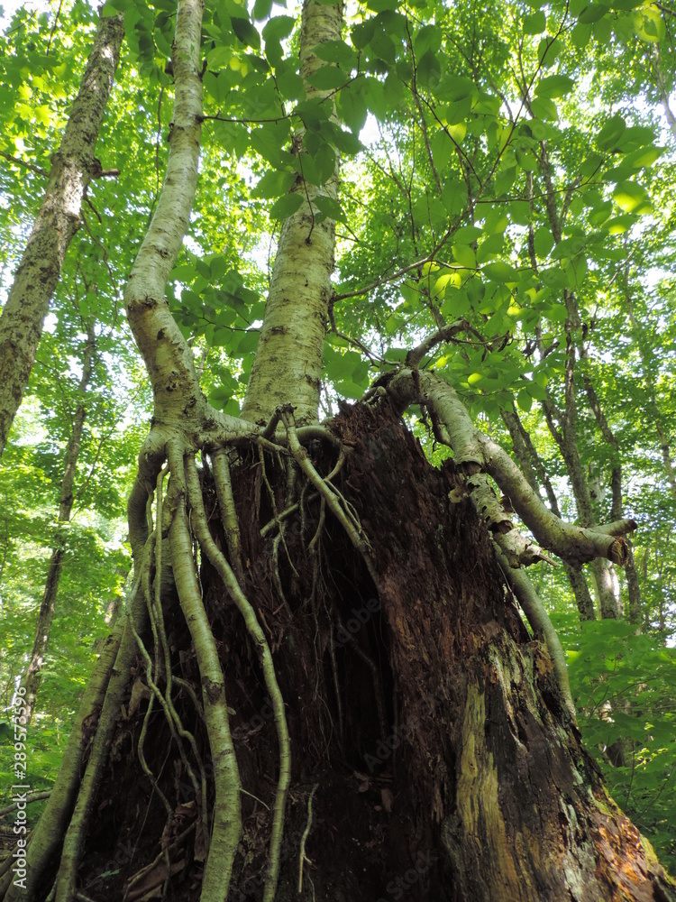 Fototapeta premium tree roots growing down
