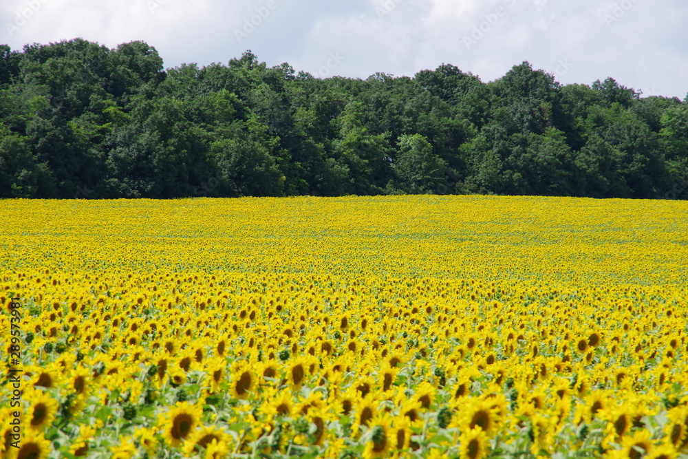 field of sunflowers