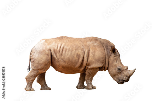 Rhino isolated on white background with clipping path.