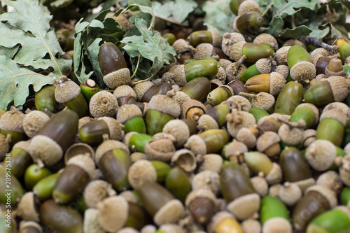 A sprig of oak on a pile of acorns