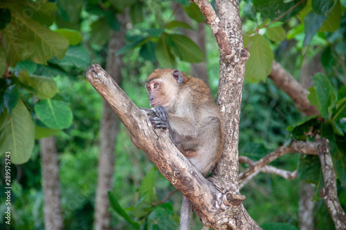 Monkey in the forest. Macaque sitting on a tree, in it's natural habitat in Thailand. Wildlife scene from Asia.