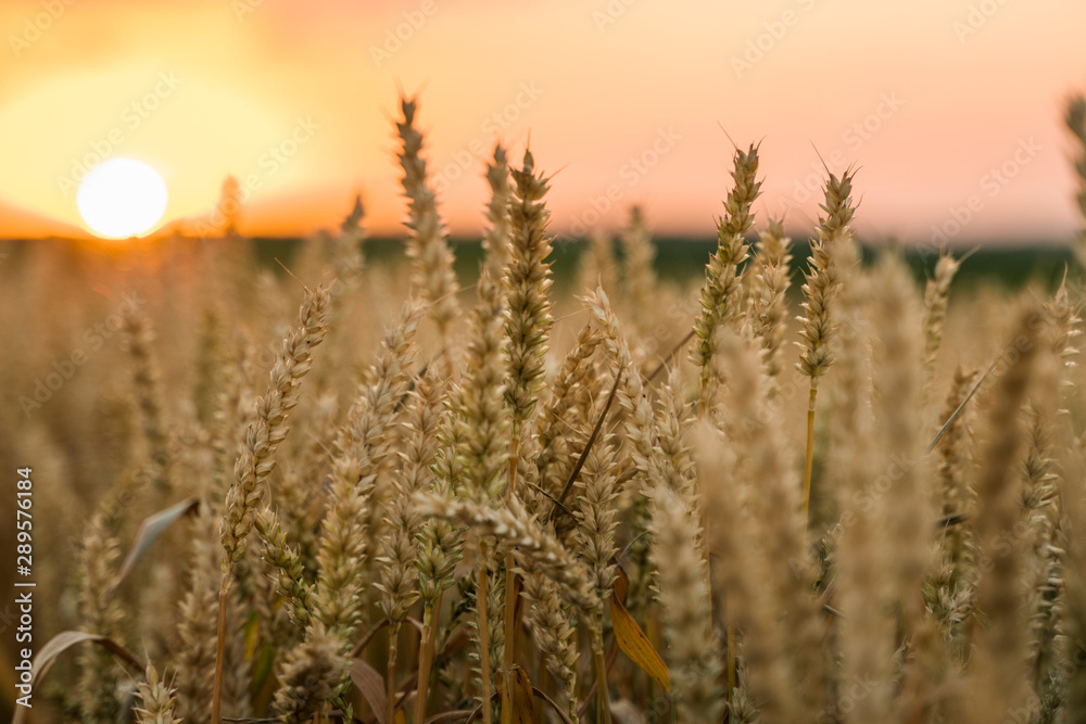 Wheat field. Golden ears of wheat on the field. Background of ripening ears of meadow wheat field. Rich harvest. Agriculture of natural product. Wheat field. Golden ears of wheat on the field. Background of ripening ears of meadow wheat field. Rich harvest. Agriculture of natural product.