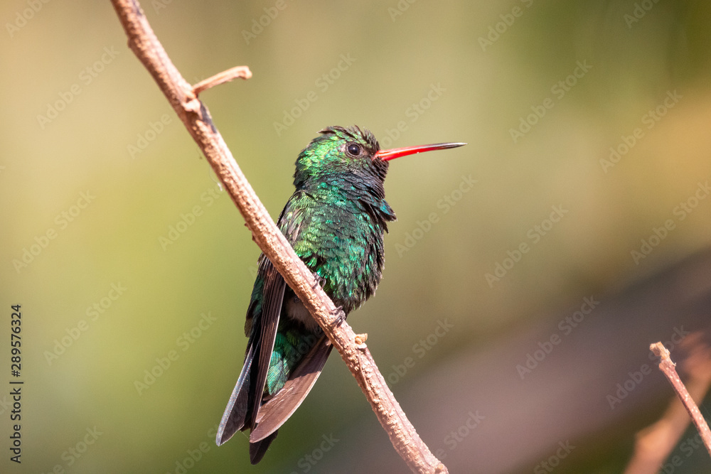 Obraz premium besourinho-de-bico-vermelho