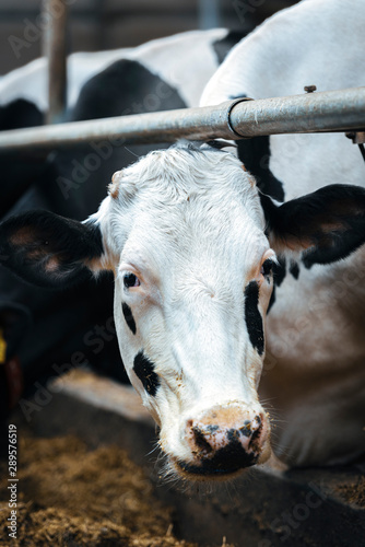 Dairy cows in modern automated milk farm.