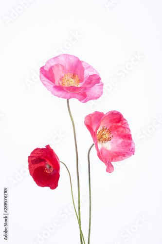 Three Poppy Flowers - Isolated on White
