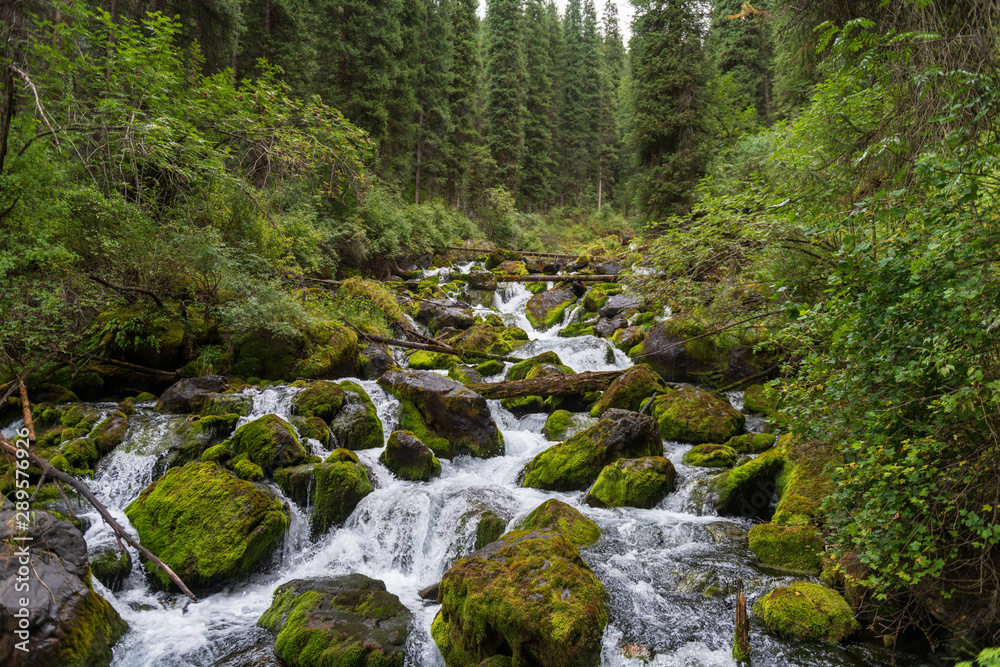 Fototapeta premium A small river in the forest in summer
