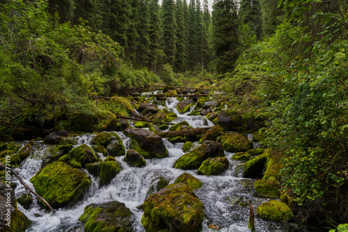 A small river in the forest in summer