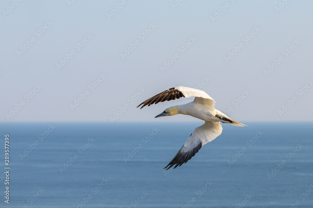 flying northern gannet (Morus bassanus) over the water, near the island Heligoland in the north sea of Germany, blue sky, copy space flying northern gannet (Morus bassanus) over the water, near the island Heligoland in the north sea of Germany, blue sky, copy space