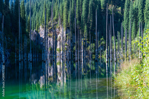 Fototapeta Naklejka Na Ścianę i Meble -  Kaindy lake - mountain lake in Kazakhstan