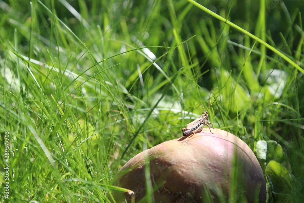 Obraz premium Grasshopper