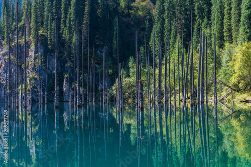 Fototapeta Naklejka Na Ścianę i Meble -  Kaindy lake - mountain lake in Kazakhstan