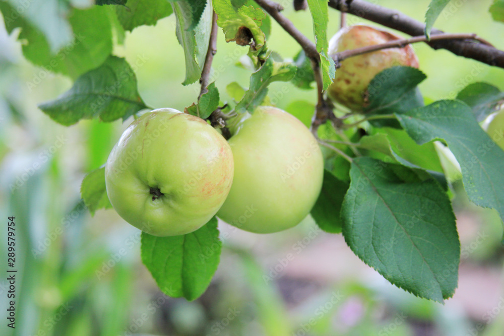 Green apple on the branch tree. Season fruit Green apple on the branch tree. Season fruit