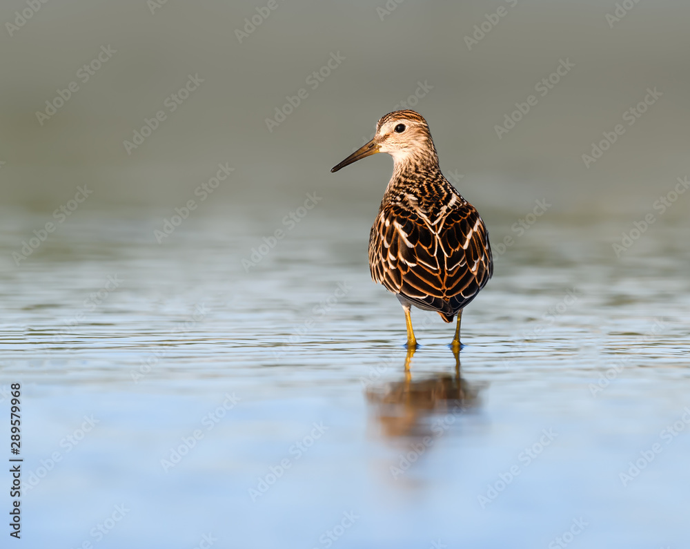 Pectoral Sandpiper with Reflection Foraging on the Pond Pectoral Sandpiper with Reflection Foraging on the Pond