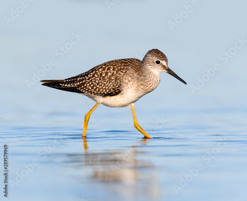 Lesser Yellowlegs with Reflection Foraging on the Pond