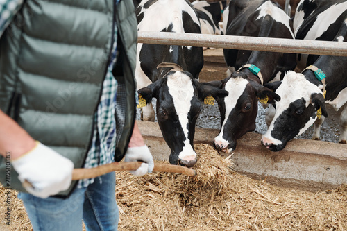 Small group of black-and-white dairy cows eating fresh hay from hayfork photo