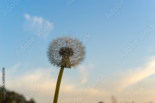 Pusteblume