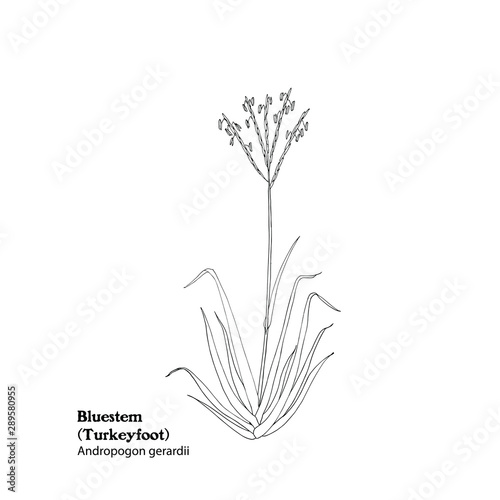 Vector illustration of plant Bluestem grass, Andropogon gerardii, Turkeyfoot.