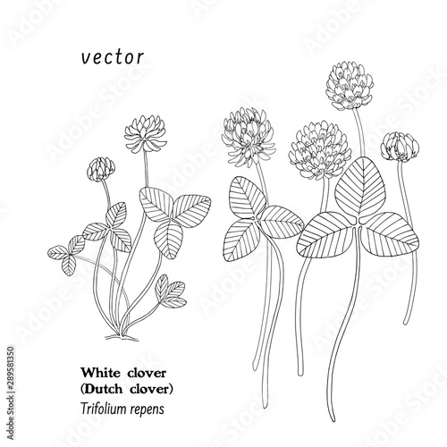 Vector illustration of plant Trifolium repens, White clover, or Dutch clover.