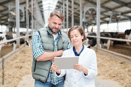 Contemporary worker of dairy farm showing her colleague online information
