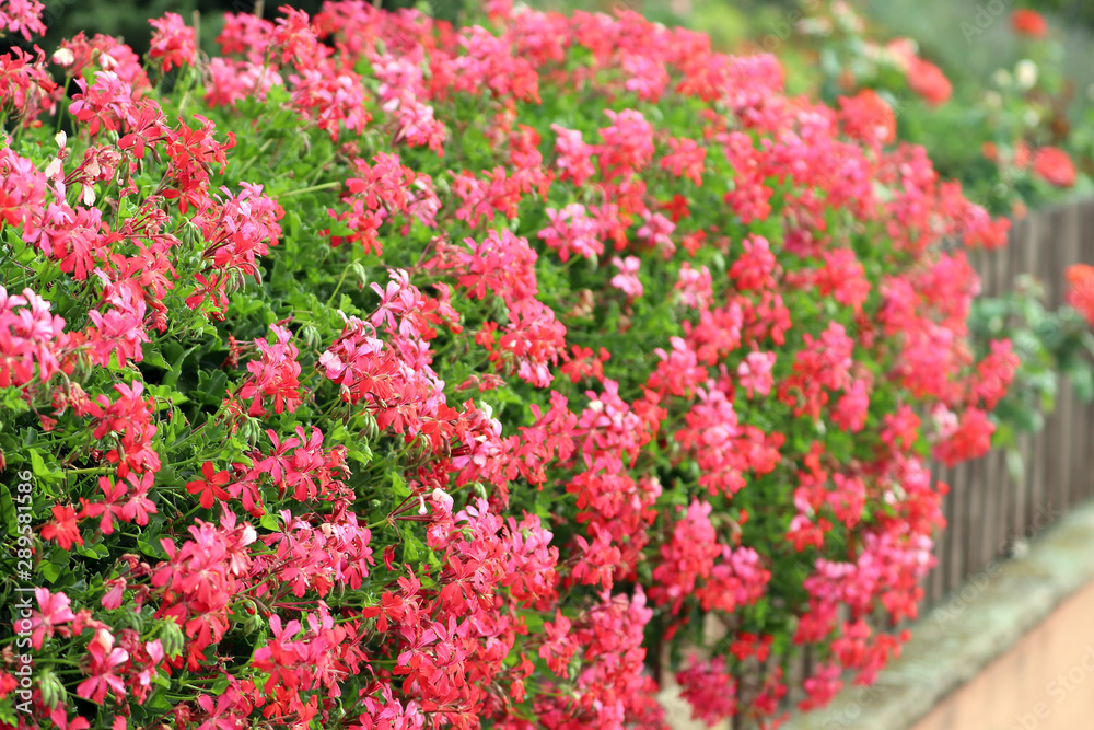 Des fleurs en Alsace