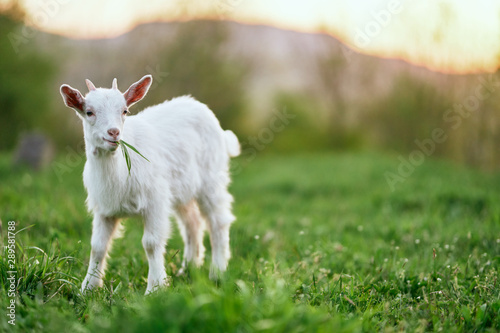 Tableau sur toile goat on a meadow