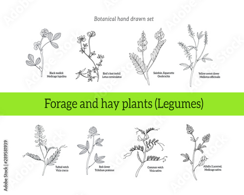 Set of illustrations of forage and hay plants - clovers, vetch, tare alfalfa, melilotus