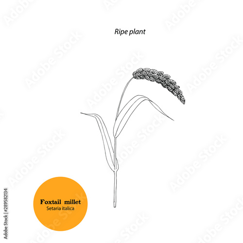 Vector illustration of plant of  Setaria italica, Foxtail millet, green foxtail, italian millet.