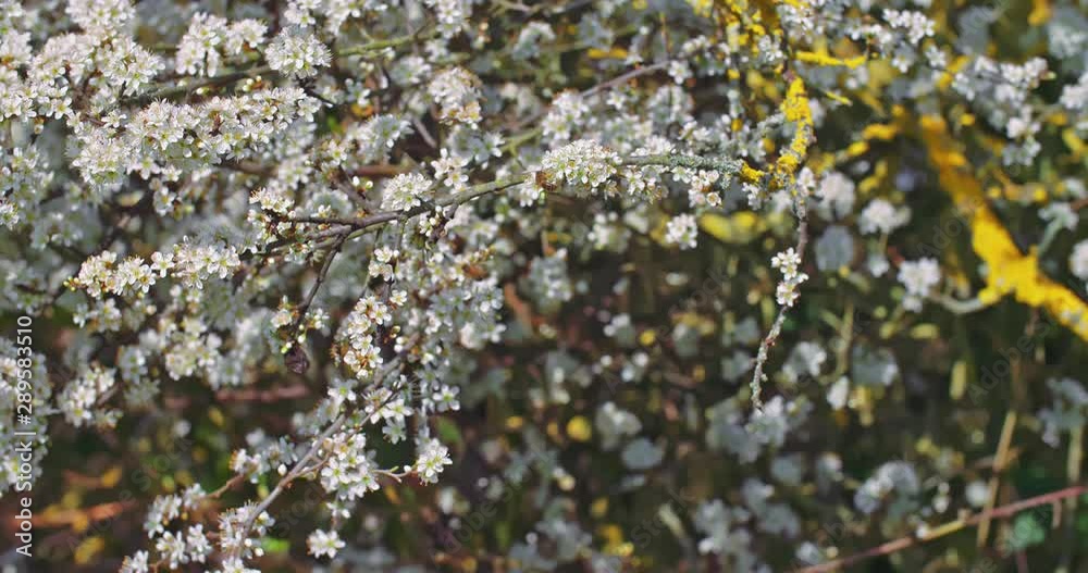 arbre en fleur cerisier pommier en fleur. Fleurs blanches dans un environnement de campagne et de nature. prise de vue en faible ouverture avec une faible profondeur de champs. Video inspirante
