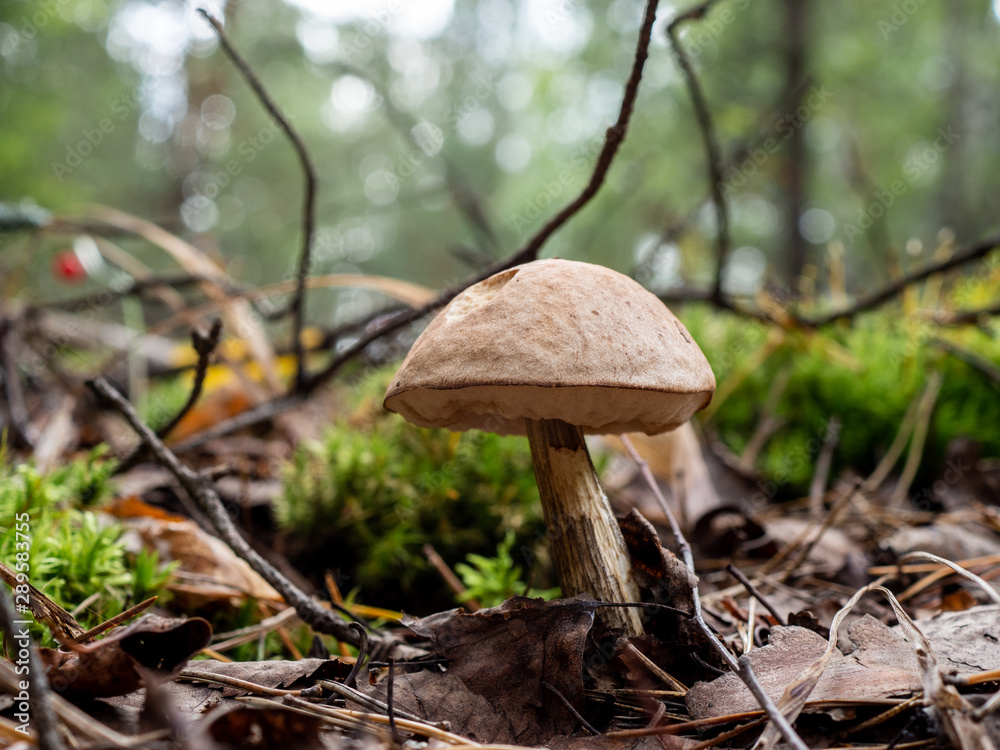 Fototapeta premium mushroom in the forest brown boletus on the background of moss and grass macro picking mushrooms