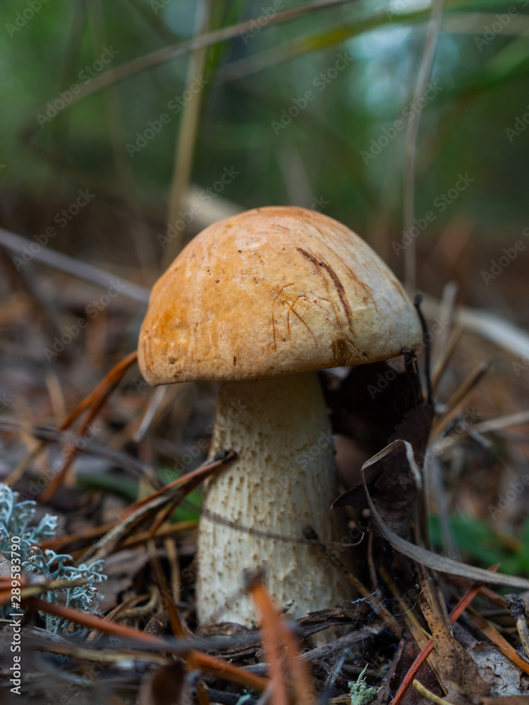 mushroom in the forest brown boletus on the background of moss and grass macro picking mushrooms mushroom in the forest brown boletus on the background of moss and grass macro picking mushrooms