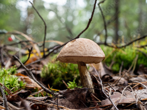mushroom in the forest brown boletus on the background of moss and grass macro picking mushrooms