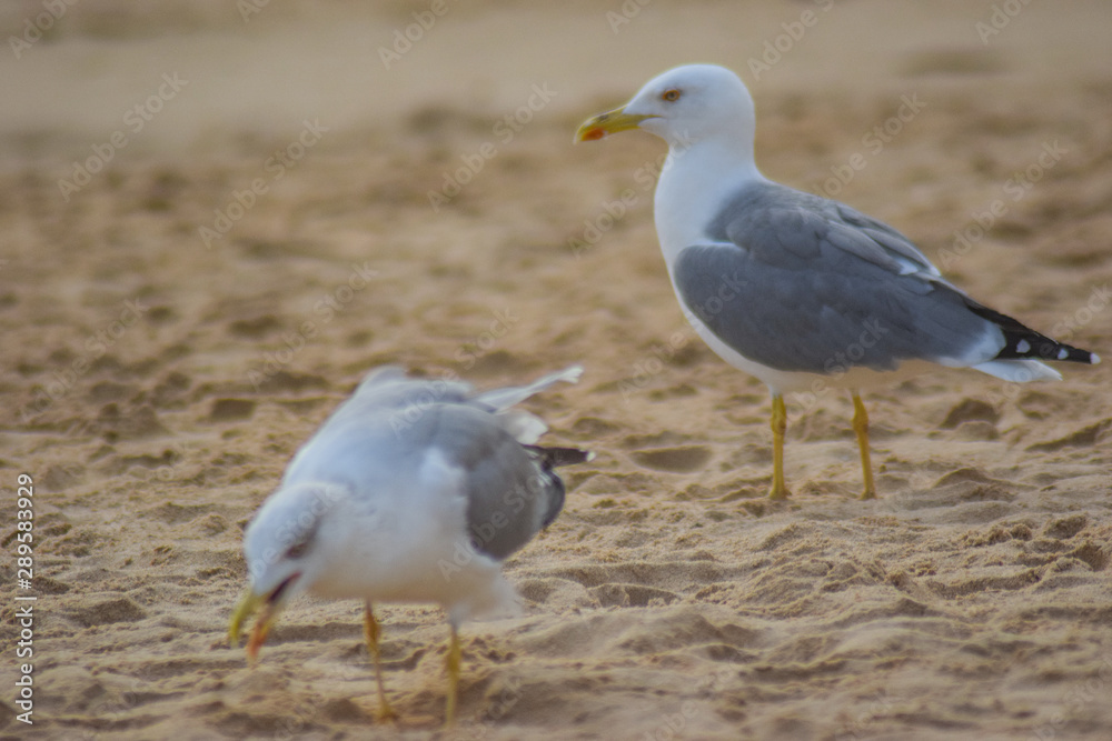 Seagulls on the beach