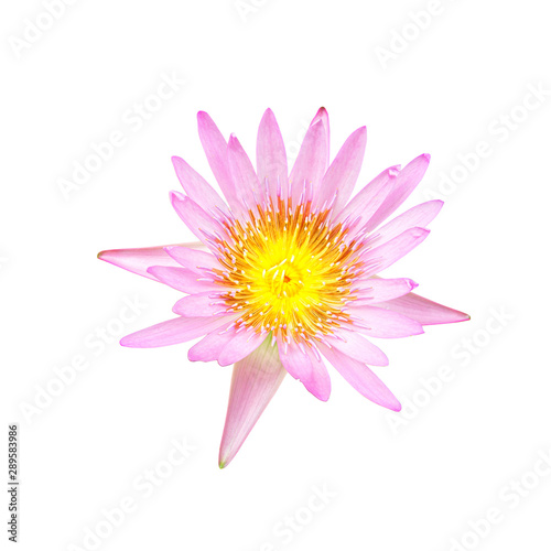 lotus flower isolated on white background.  This has clipping path.