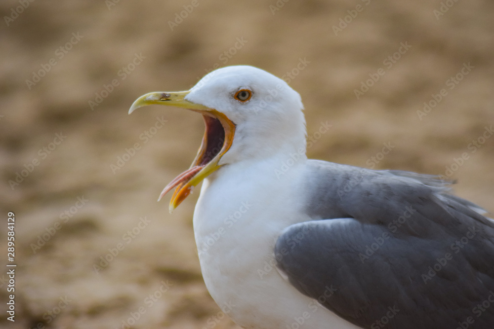 Seagulls on the beach