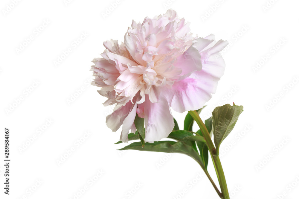 Tender pink peony flower isolated on white background.