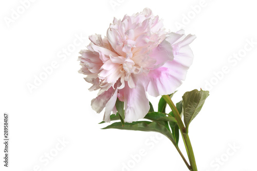 Tender pink peony flower isolated on white background. © ksi