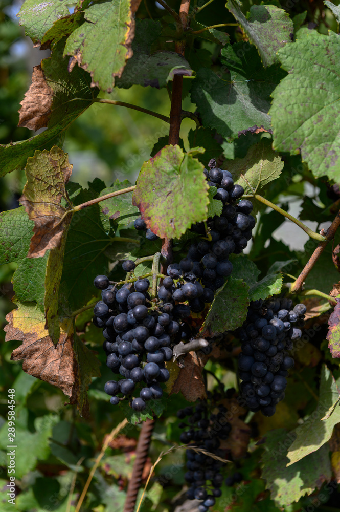 Ripe red grapes ready to pick