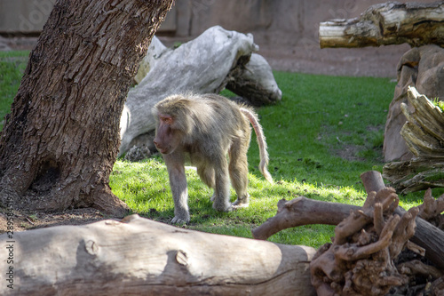 Hamadryas BaboonHamadryas Baboon. Baboon walking on all fours on grass with tree closeby. photo