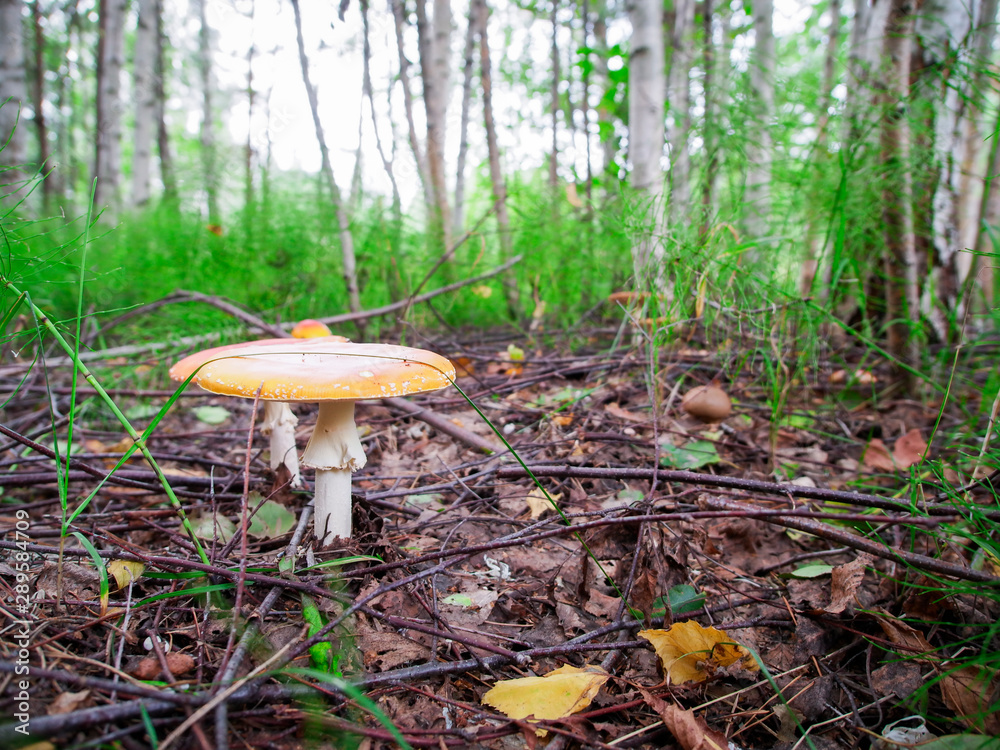 Fototapeta premium two fly agarics with wide hats in the grass in the forest 9
