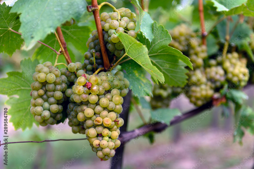 Fototapeta premium Bunch of green grapes ready to pick