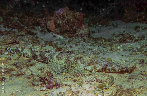 A Crocodilefish (Papilloculiceps longiceps) in the Red Sea