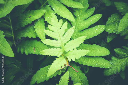 Fotografie, Obraz green leaf with water drops