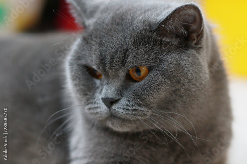 adult british blue cat laying on the ground