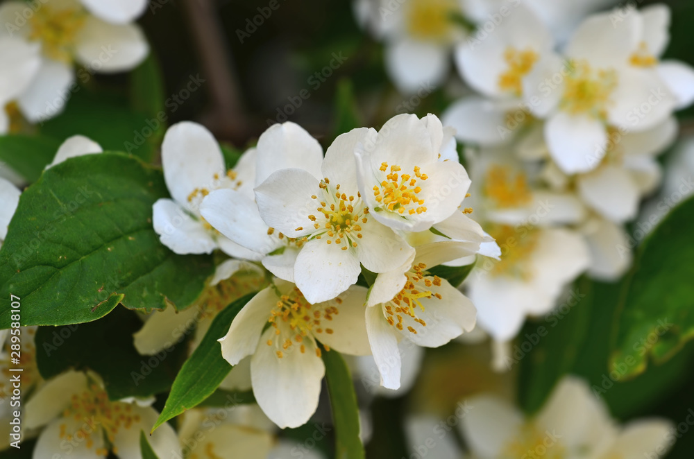 Beautiful white flowers mock orange close up. Philadelphus Beautiful white flowers mock orange close up. Philadelphus